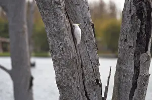 Cacatua: Sulphur Crested Cockatoo