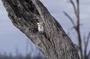 Cacatua: Sulphur Crested Cockatoo