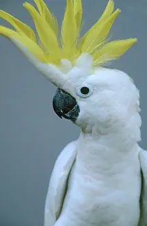Cacatua: Sulphur-crested Cockatoo