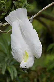 Cacatua: Sulphur-crested Cockatoo