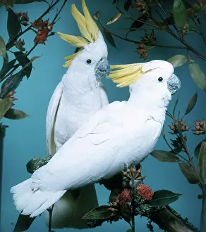 Cockatoo: Sulphur-crested Cockatoo