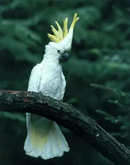 Cockatoo: Sulphur-crested Cockatoo