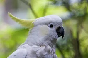 Cockatoo: Sulphur-crested cockatoo