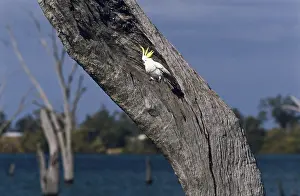 Cockatoo: Sulphur Crested Cockatoo