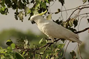 Cockatoo: Sulphur-crested Cockatoo