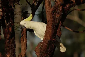 Cockatoo: Sulphur-crested Cockatoo