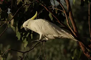 Cockatoo: Sulphur-crested Cockatoo