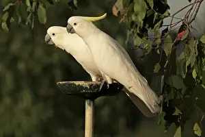 Cockatoo: Sulphur-crested Cockatoo