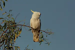 Cockatoo: Sulphur-crested Cockatoo