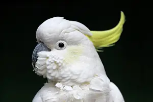 Cockatoo: Sulphur-crested cockatoo (Cacatua galerita), adult