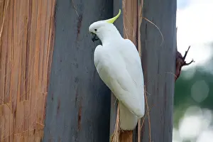 Cockatoos: Sulphur-crested Cockatoo clinging onto bark