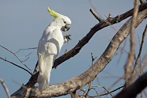 Nibbling: Sulphur-crested Cockatoo - delicately nibbling