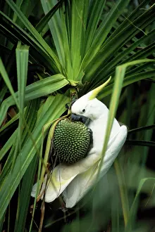 Aquaticus: Sulphur-crested Cockatoo - feeding on River Pandanus