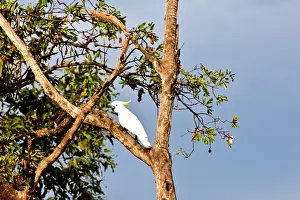 Cockatoo: Sulphur-crested Cockatoo, Kakadu World Heritage