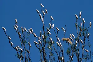 Galerita: Sulphur Crested Cockatoo - large group in a tree