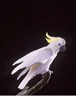 Crests: Sulphur-crested COCKATOO - on perch