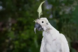 Eric Lindgren: Sulphur-crested Cockatoo - suffering from Beak-and-feather