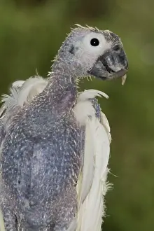 Eric Lindgren: Sulphur-crested Cockatoo - suffering from Beak-and-feather