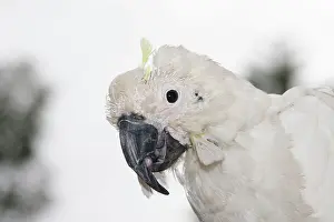 Eric Lindgren: Sulphur-crested Cockatoo - suffering from Psittacine
