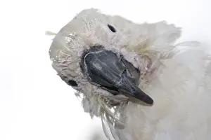Eric Lindgren: Sulphur-crested Cockatoo - suffering from Psittacine