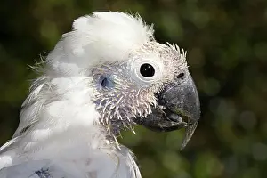Eric Lindgren: Sulphur-crested Cockatoo - young showing pin feathers