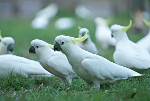 Cockatoos: Sulphur Crested Cockatoos