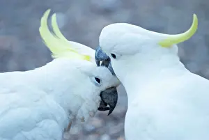 Cockatoos: Sulphur Crested Cockatoos - two birds preening
