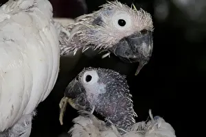 Eric Lindgren: Two Sulphur-crested Cockatoos - suffering from