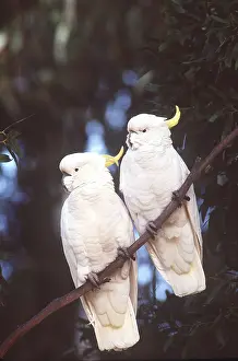 Cockatoo: Sulphur-crested Cockatoos - x two, on tree