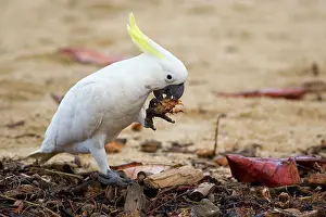 Sturdy: Sulphur-crested / yellow-crested Cockatoo - adult