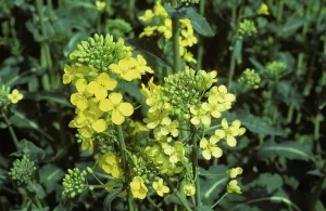 Nutrient: Sulphur deficient oilseed rape
