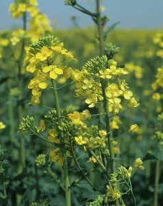 Nutrient: Sulphur deficient oilseed rape