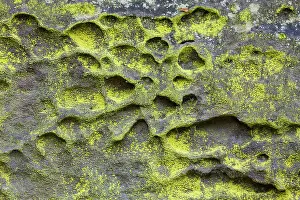 160517: Sulphur dust lichen Elbe Sandstone mountains