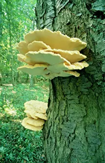 Toadstool: Sulphur polypore / Chicken of the Woods FUNGI