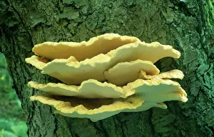 Toadstool: Sulphur polypore / Chicken of the Woods FUNGI