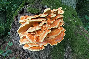 Polypore: Sulphur Polypore / Chicken of the Woods Fungus