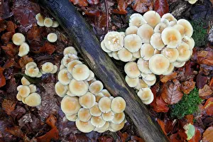 Sulfur: Sulphur / Sulfur Tuft / Clustered Woodlover Fungus