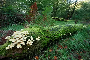 Sulfur: Sulphur / Sulfur Tuft / Clustered Woodlover Fungus