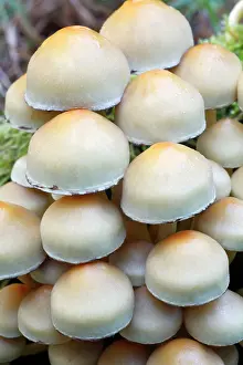 Sulfur: Sulphur / Sulfur Tuft / Clustered Woodlover Fungus