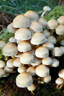Sulfur: Sulphur / Sulfur Tuft / Clustered Woodlover Fungus
