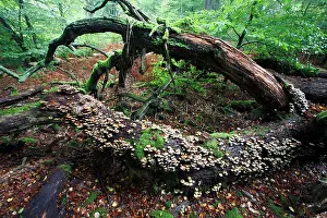 Sulfur: Sulphur / Sulfur Tuft / Clustered Woodlover Fungus