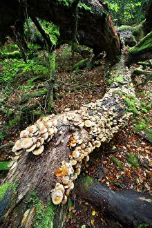 Sulfur: Sulphur / Sulfur Tuft / Clustered Woodlover Fungus