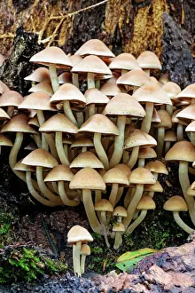 Toadstools: Sulphur / Sulfur Tuft Fungus / Clustered Woodlover