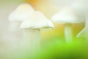 Tuft: Sulphur Tuft