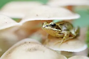 Tuft: Sulphur Tuft