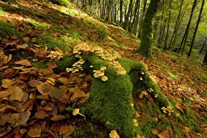 Toadstools: Sulphur Tuft fungi