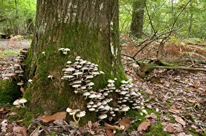 Tuft: Sulphur tuft fungi - on dead or dying tree