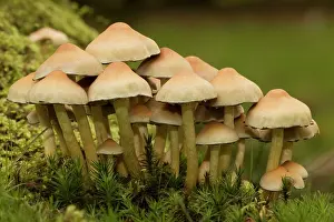 Tufts: Sulphur tuft fungi on wood