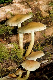 Tufts: Sulphur Tuft Fungus - Cannock Chase AONB