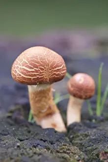 250417: Sulphur tuft fungus on rotting tree stump, Norfolk UK